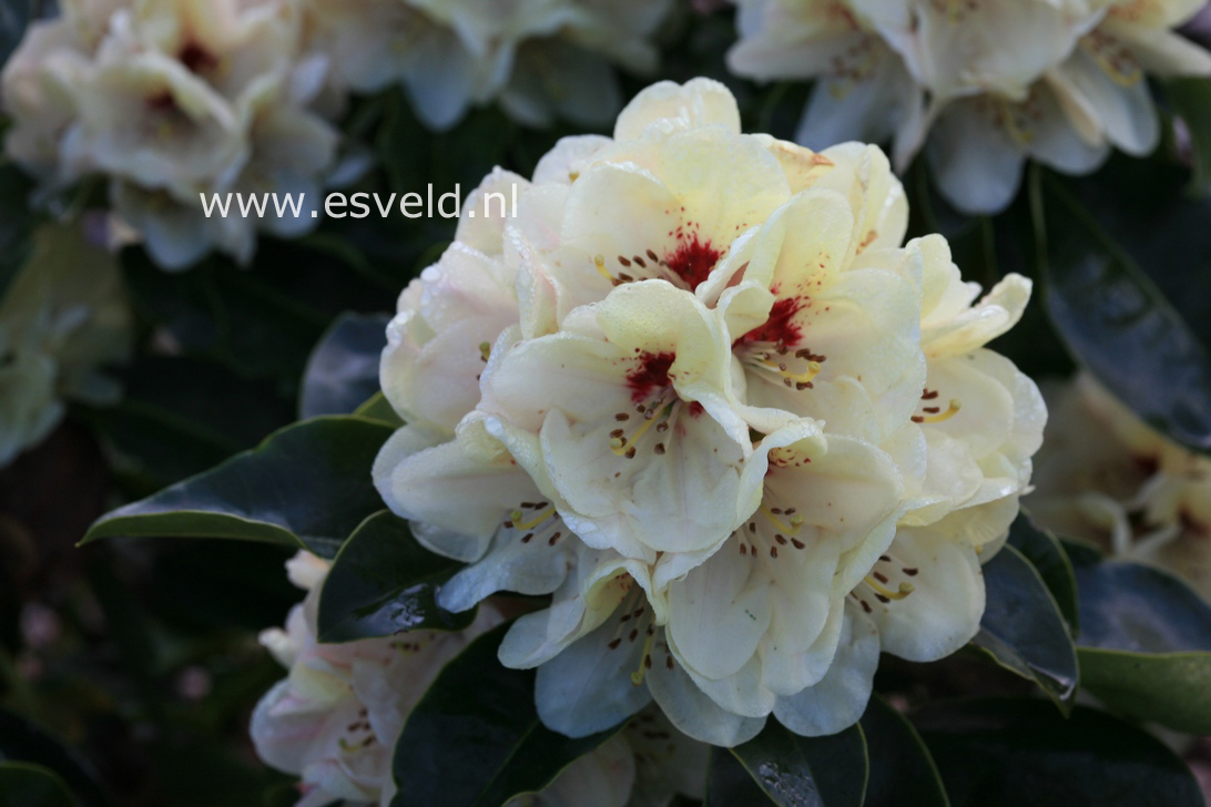 Rhododendron 'Rudolf Heinemann'