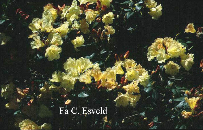 Rhododendron 'Saffrano'