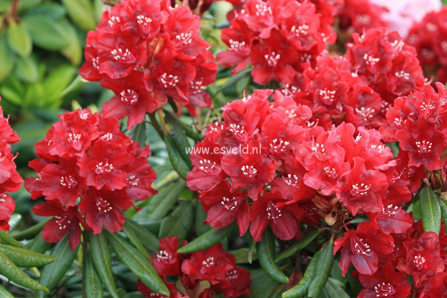 Rhododendron 'Sammetglut'