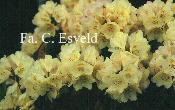 Rhododendron 'Sandrino'