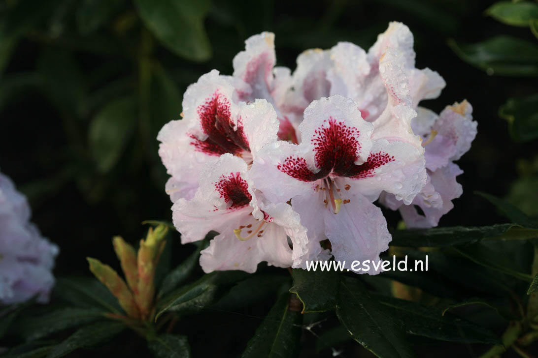 Rhododendron 'Sapporo'