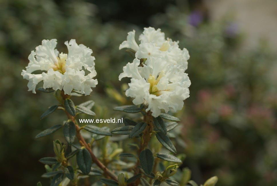 Rhododendron 'Sarled'