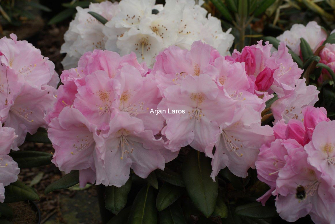 Rhododendron 'Schlaraffia'