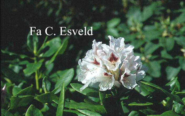 Rhododendron 'Schneeauge'