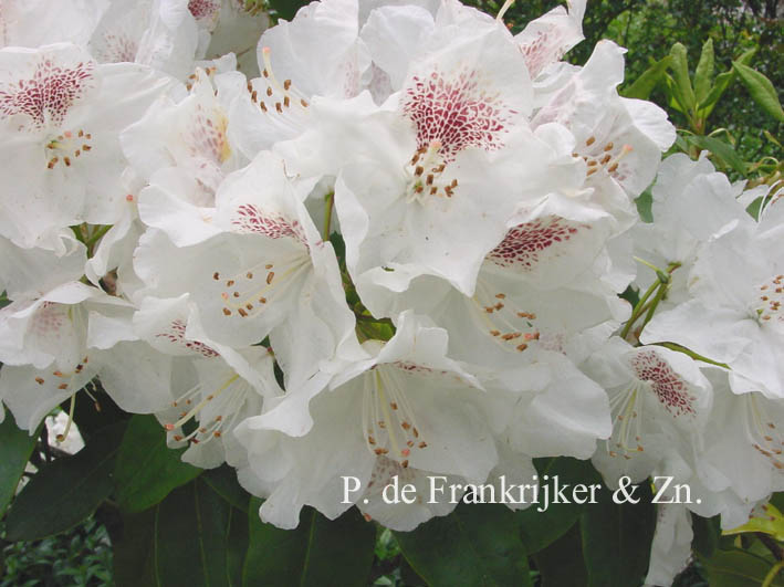Rhododendron 'Schneebukett'