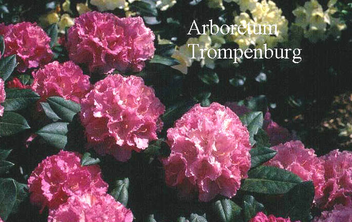 Rhododendron 'Schneverdingen'