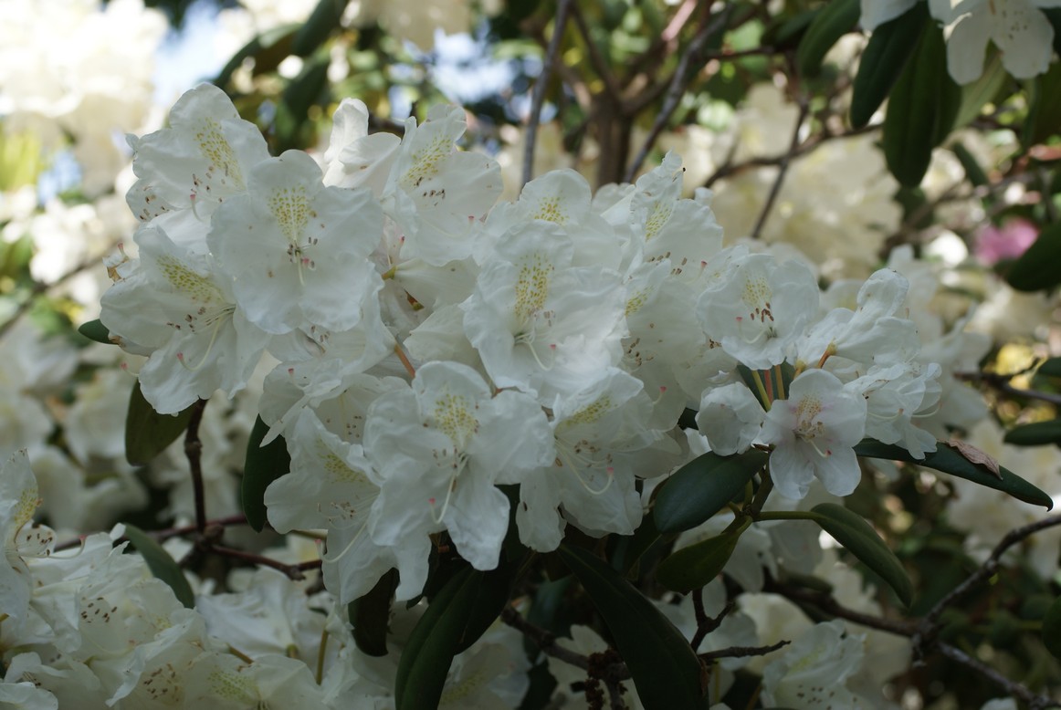 Rhododendron 'Schwanensee'
