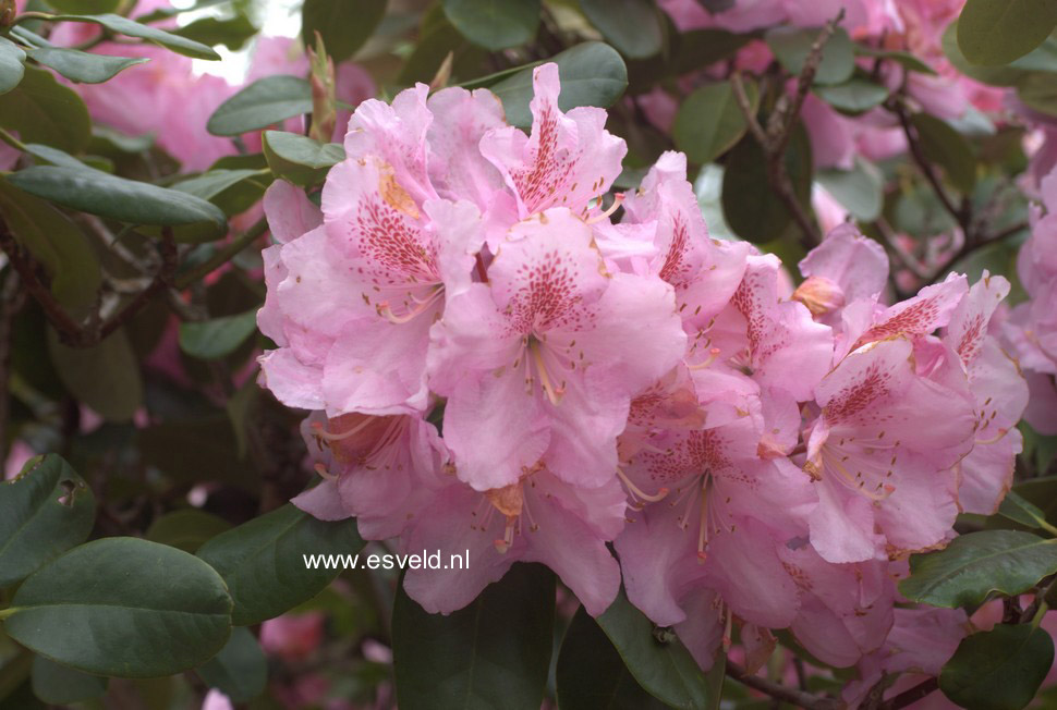 Rhododendron 'Scintillation'