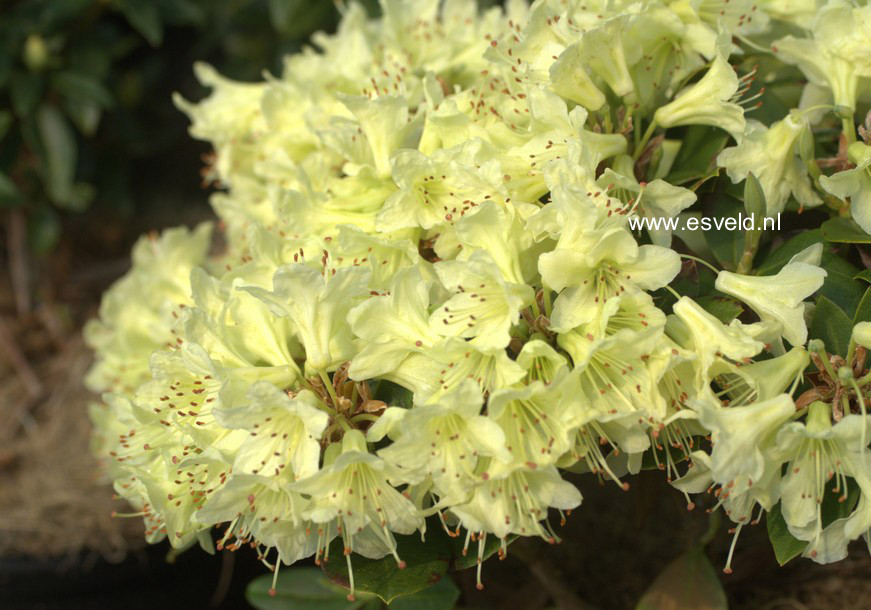 Rhododendron 'Shamrock'