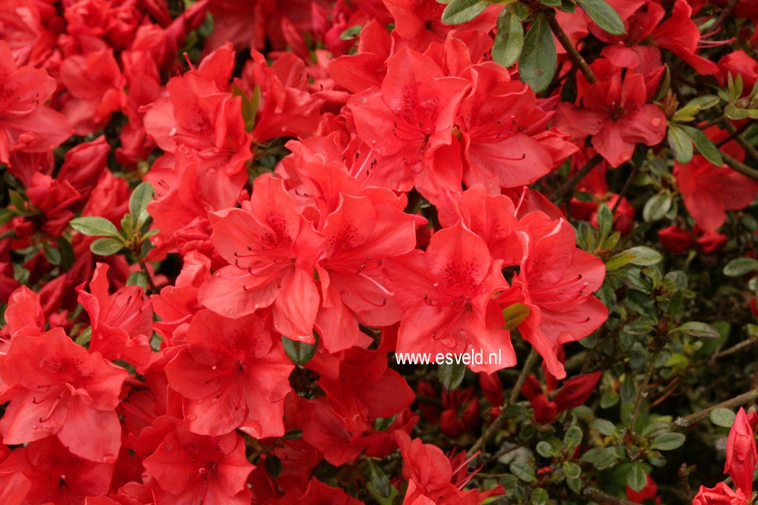 Rhododendron 'Signalgl&uuml;hen' (Azalea)