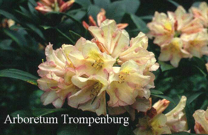 Rhododendron 'Silvia'