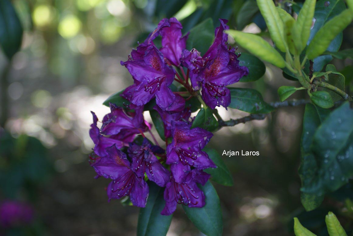 Rhododendron 'Sir Thomas Sebright'