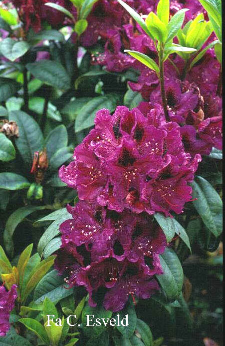 Rhododendron 'Smokey'
