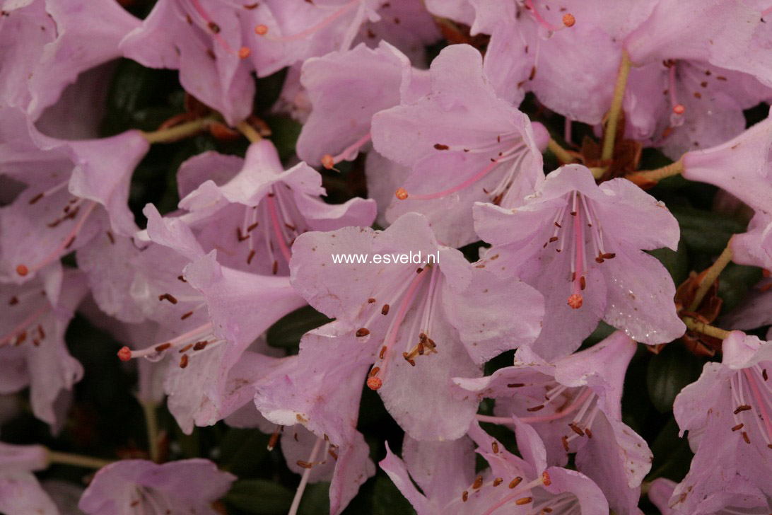 Rhododendron 'Snipe'