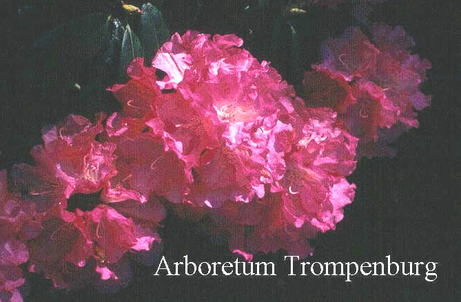 Rhododendron 'Sonatine' Rhododendron 'Sonatine'