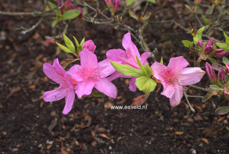 Rhododendron 'Sorpe' (Azalea)