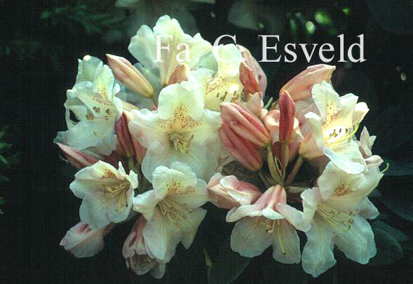 Rhododendron 'Souvenir of W.C. Slocock'