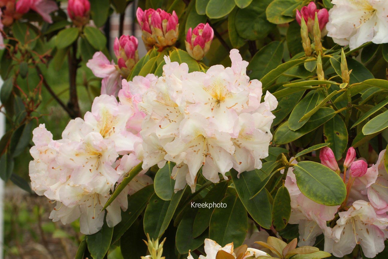 Rhododendron 'Spaetlese'