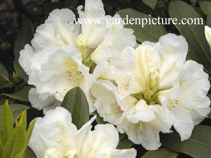 Rhododendron 'Spiegelei'
