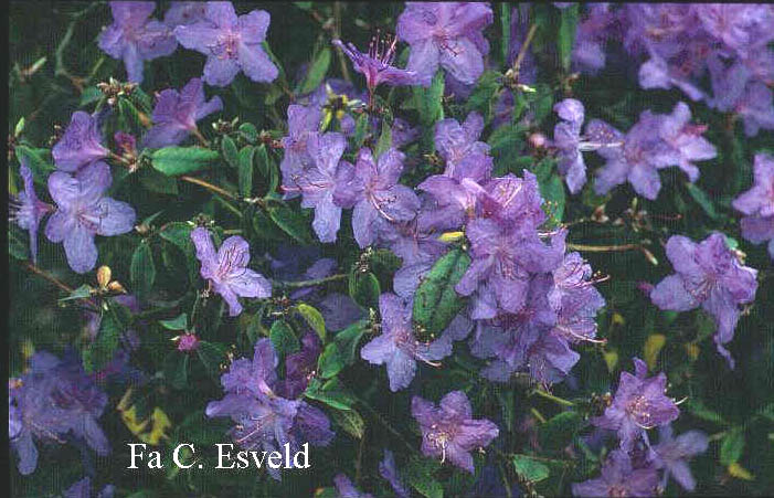 Rhododendron 'St. Breward'