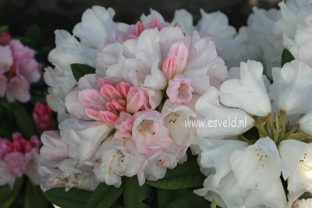 Rhododendron 'Straver's Glory'