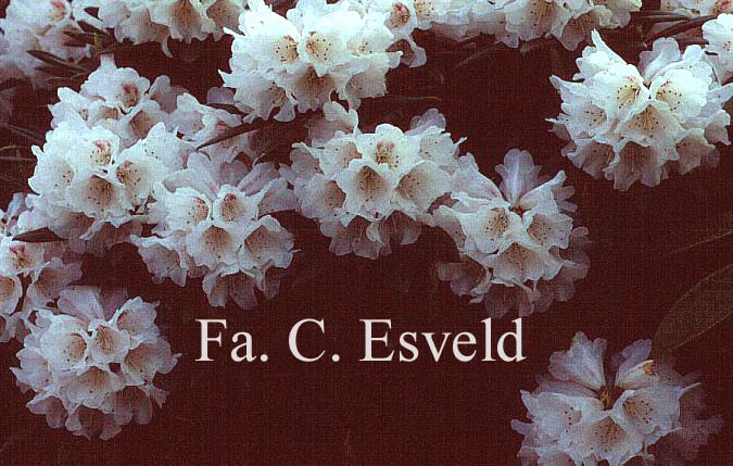 Rhododendron 'Streatley'