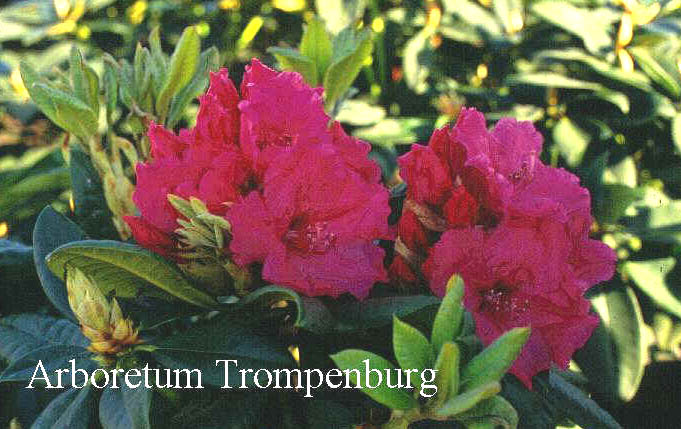 Rhododendron 'Super Star'