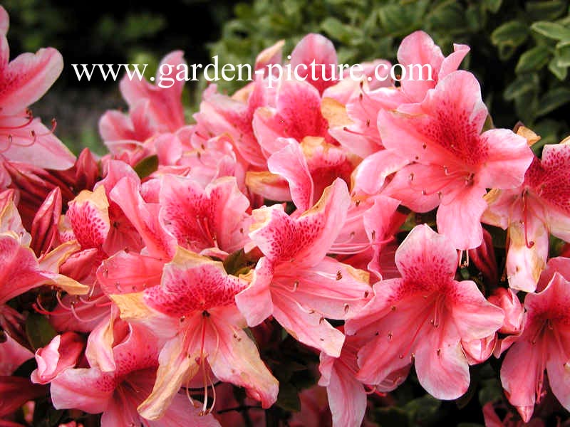 Rhododendron 'Surprise' (Azalea)