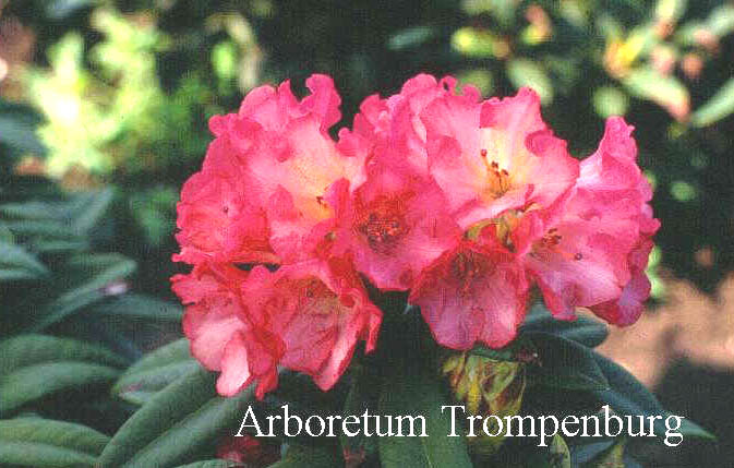 Rhododendron 'Surrey Heath' Rhododendron 'Surrey Heath'