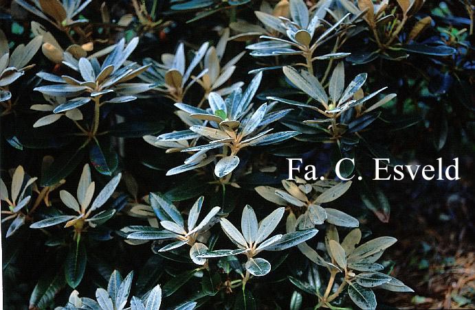 Rhododendron 'Svend Hansen'