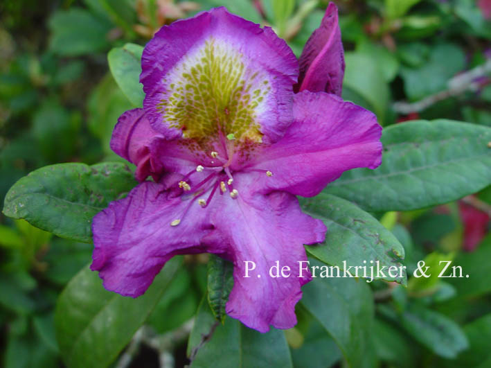 Rhododendron 'Tamarindos'