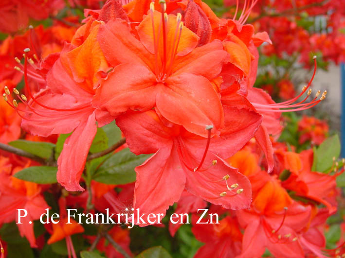 Rhododendron 'Tarantella'