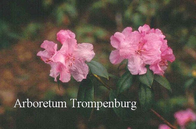 Rhododendron 'Tessa' Rhododendron 'Tessa'