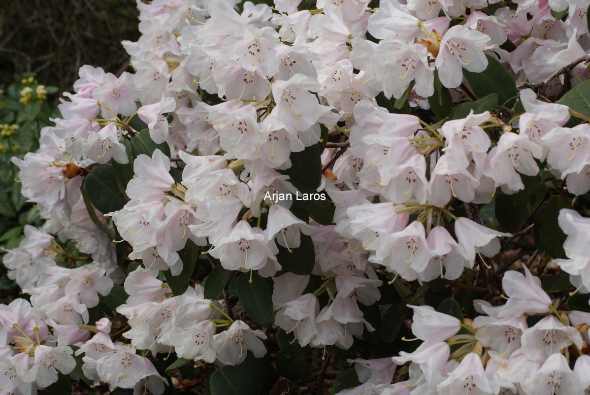 Rhododendron 'Tibet'