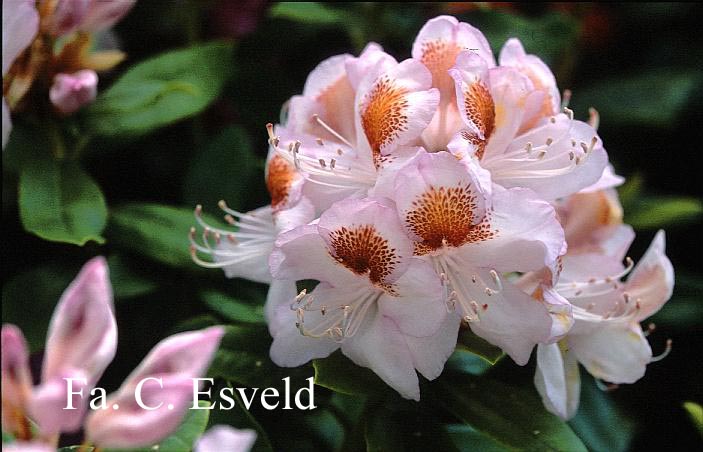 Rhododendron 'Tilford Seedling'