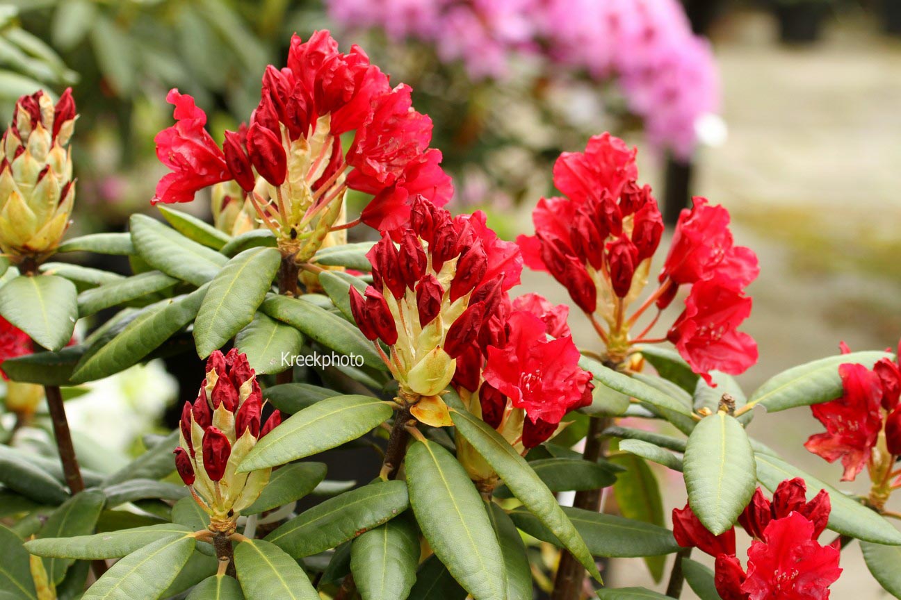 Rhododendron 'Torero'
