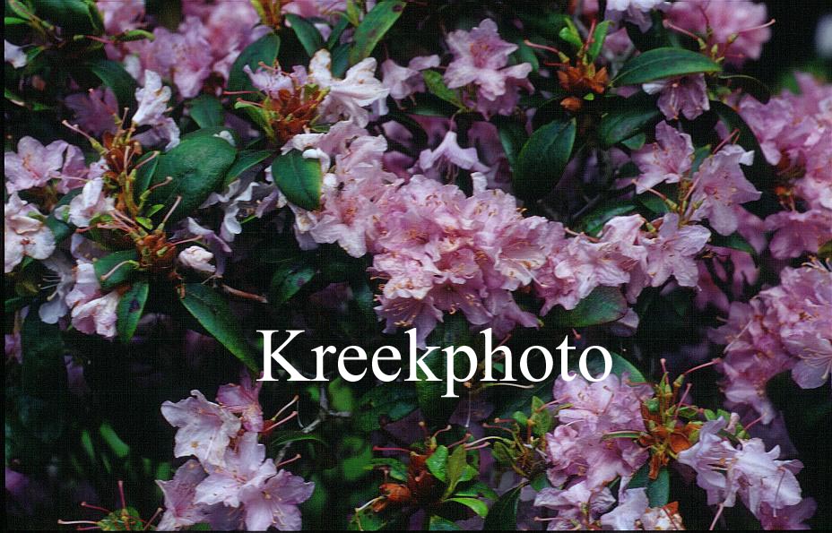 Rhododendron 'Tottenham Rose'