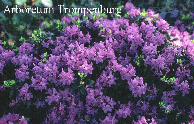 Rhododendron 'Tottenham'