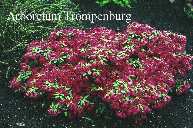 Rhododendron 'Treasure' Rhododendron 'Treasure'