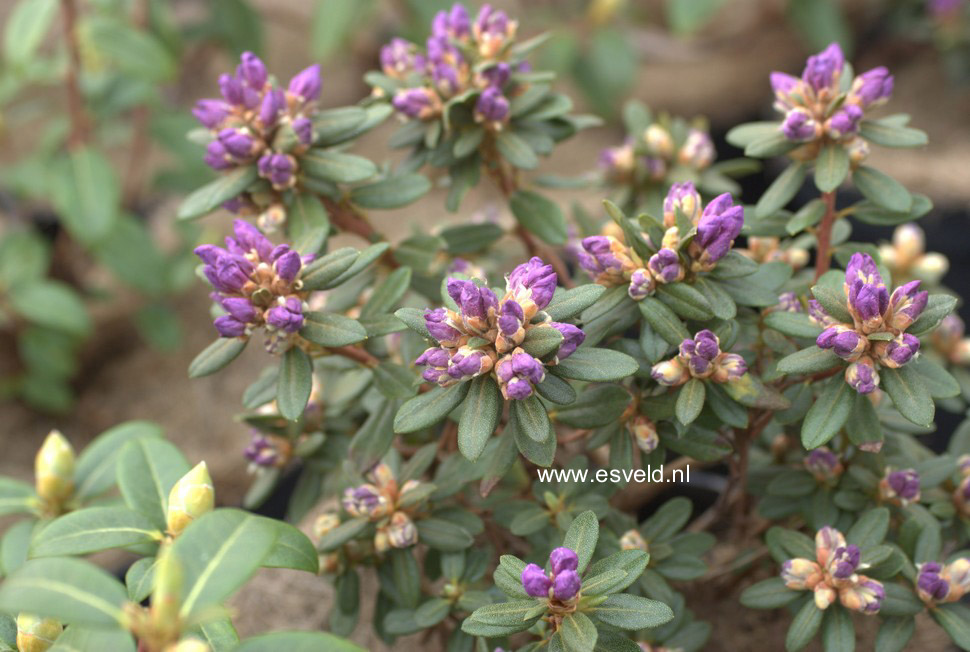 Rhododendron 'Trewithen Blue'