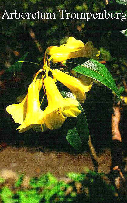 Rhododendron 'Trewithen Orange'