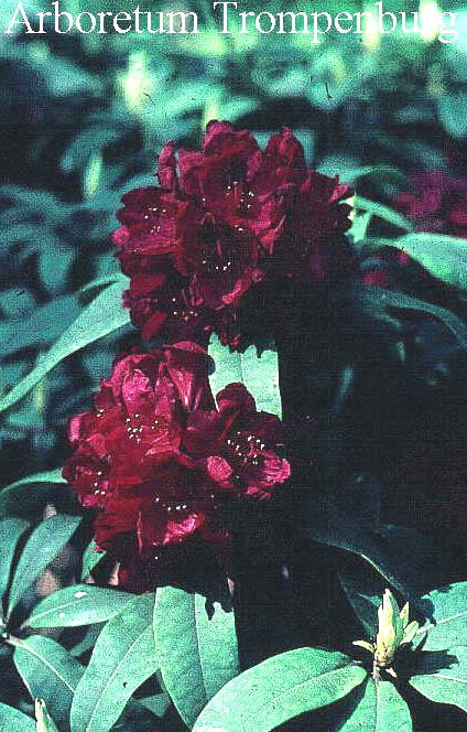 Rhododendron 'Trilby' Rhododendron 'Trilby'