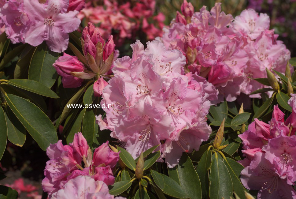 Rhododendron 'Trude Webster'