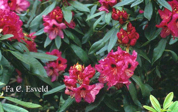 Rhododendron 'Tulyar'