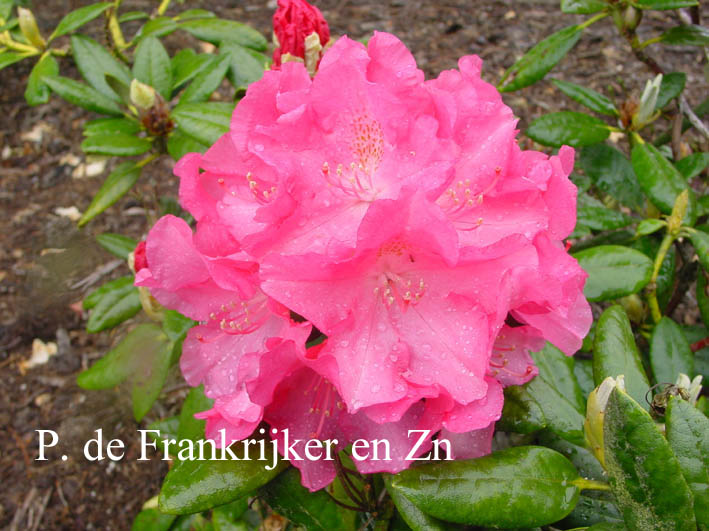 Rhododendron 'Turandot'