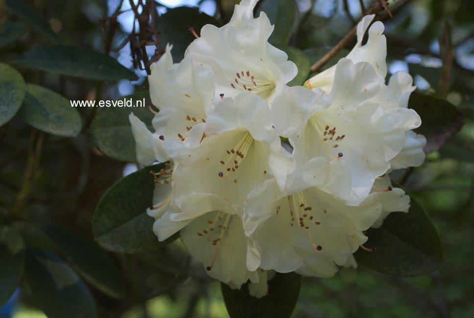 Rhododendron 'Unique'