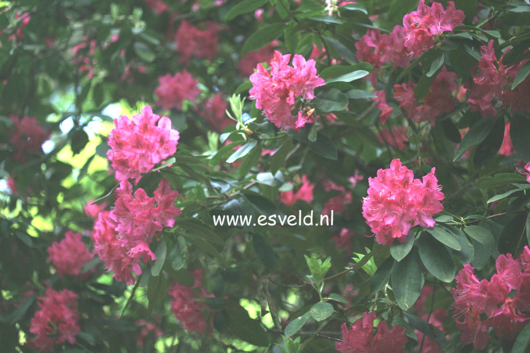 Rhododendron 'Van Weerden Poelman'