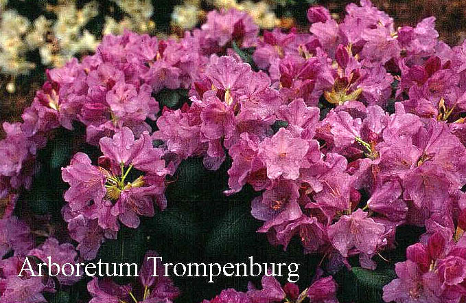 Rhododendron 'Vater Boehlje' Rhododendron 'Vater Boehlje'