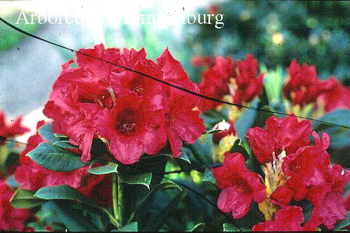 Rhododendron 'Venetian Chimes'