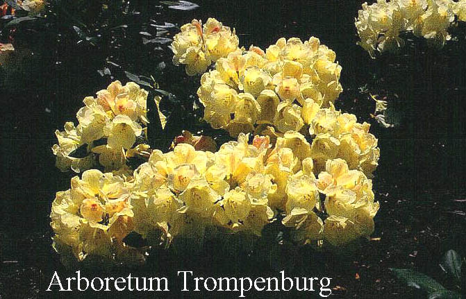 Rhododendron 'Volker' Rhododendron 'Volker'